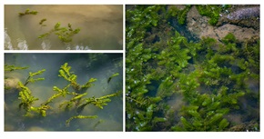 《金鱼藻》松针草