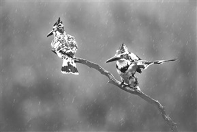 《雨中相聚》