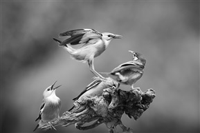 《大踩背——丝光椋鸟》