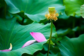 落花无情