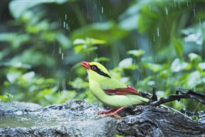 《雨中沐浴》