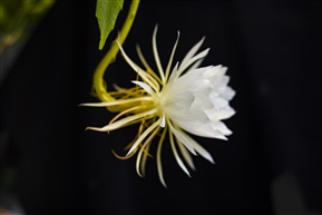 昙花