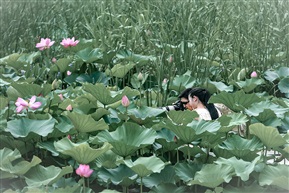《釆荷》