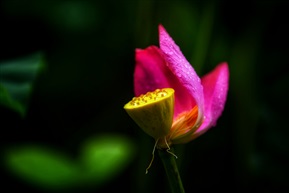 荷
