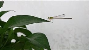 幼小蜻蜓