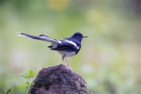 《白冠燕尾》