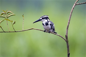 《斑鱼狗——沉思》