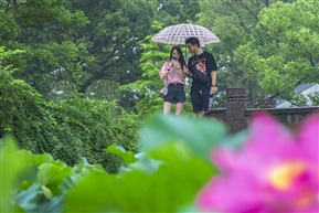 《荷韵》