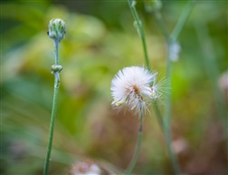 绒花