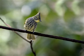 《纵纹绿鹎》