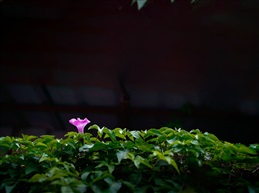 风 景