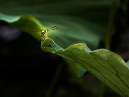 荷叶蜓立