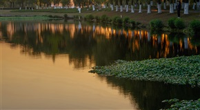 花桥湿地公园的“铜钱草岛”