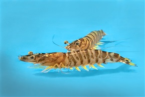 《斑节虾》（2）