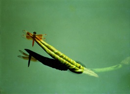 小荷蜻蜓