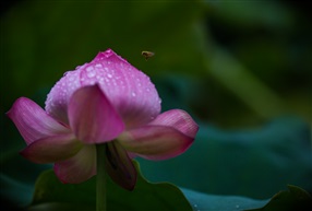 荷花引蜂醉