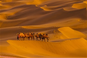 沙漠骆驼2
