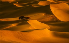 沙漠骆驼1