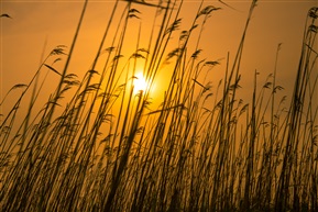 夕阳下的芦苇