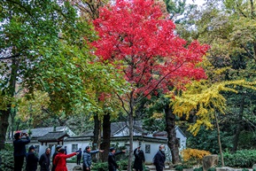 天平山枫叶红了-16