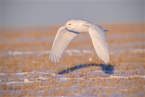 《雪鸮》