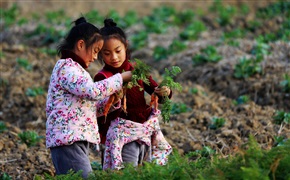 姐妹花