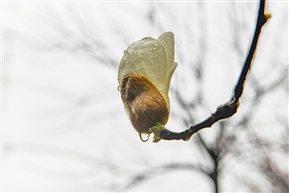 雨中玉兰