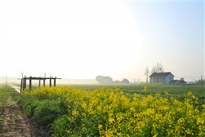 乡村早晨