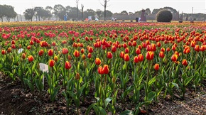 郁金香花海