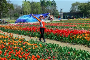 郁金香花海-2