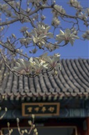 春到京城 