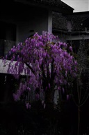 紫色的春