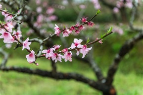 五里桃花节（图二）