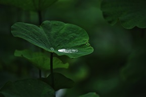 荷