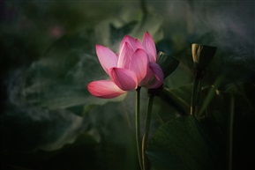 荷