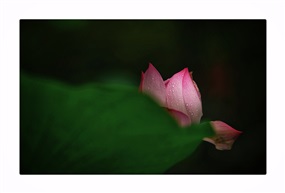 荷