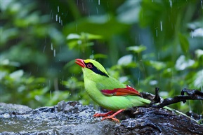 《雨中情趣》