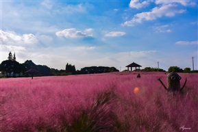 淀山湖花海