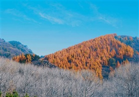  秋韵