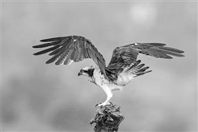 《蓄势待发》