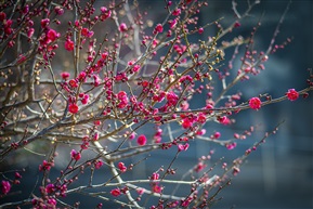 《繁花似锦》