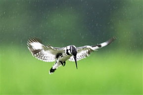 《斑鱼狗——雨中扑猎》