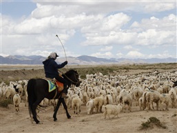 《 牧 羊 人 》