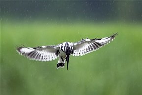 《雨中扑猎》