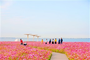 环湖花海