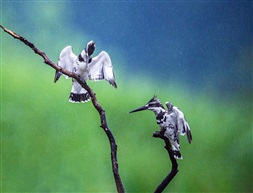 《冒雨求爱》