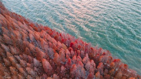 独墅湖水杉