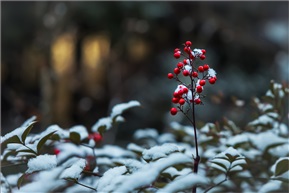 雪中红果