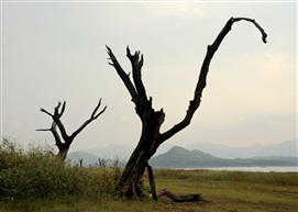 山翠黛烟朦