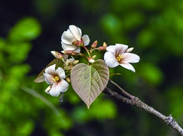 《油桐花》